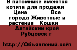 В питомнике имеются котята для продажи › Цена ­ 30 000 - Все города Животные и растения » Кошки   . Алтайский край,Рубцовск г.